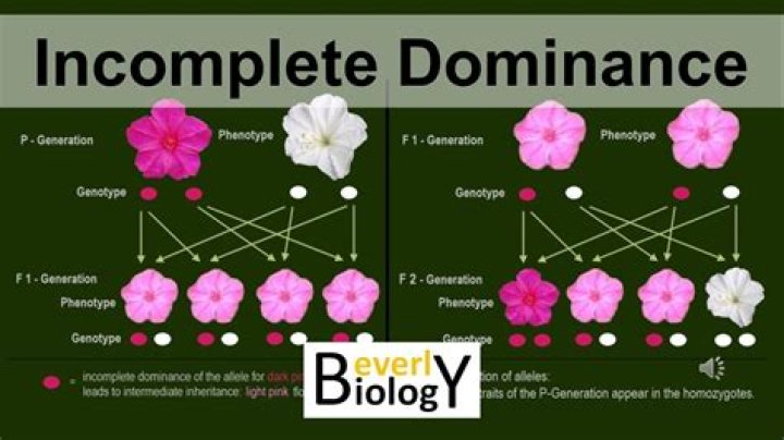 A Journey Of Dominance And Resilience