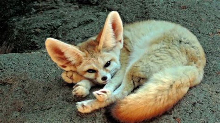Discoveries And Insights For The Rella-Fox Niche