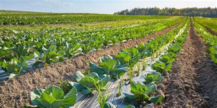 Sustainable Agriculture At Its Finest