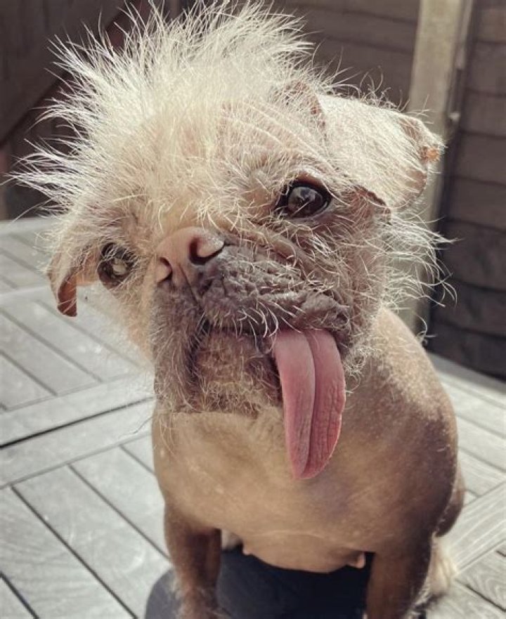 Uncover The Secrets Of Ugly Dog Pictures