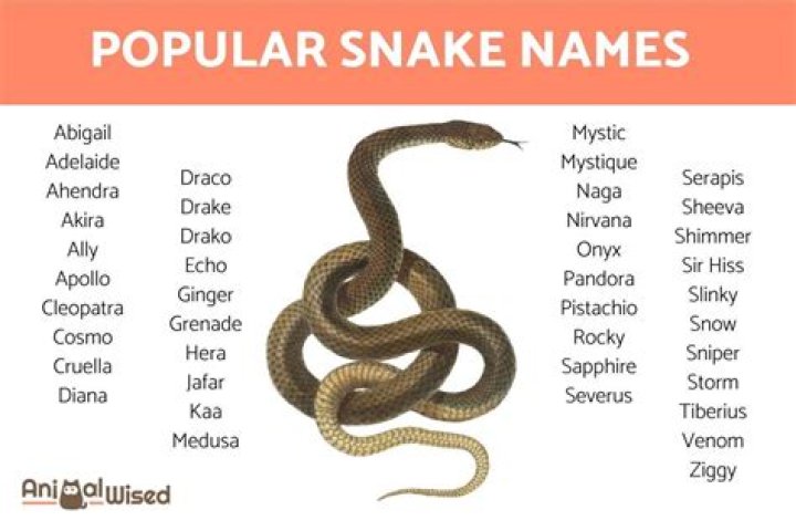 Unveiling The Secrets Of Gender Neutral Snake Names: A Journey Of Discovery