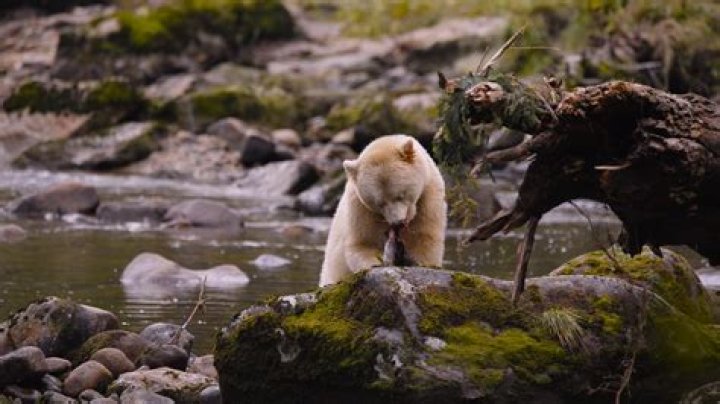 Unveiling The Truth: Cocaine Bear Gross